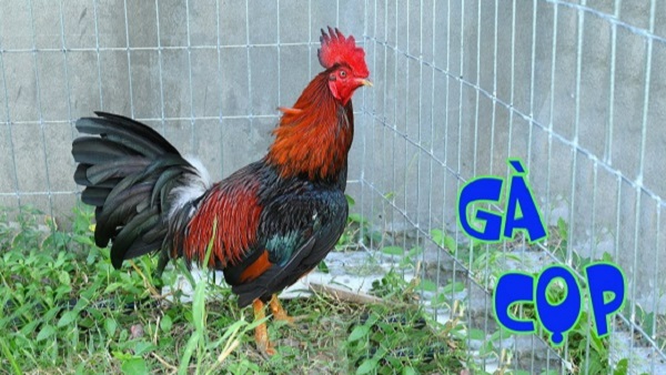 Tìm hiểu đầy đủ các thông tin chuẩn về sư kê Mít Trà Cú 9 Chiến kê Xanh Râu của sư kê Mít Trà Cú