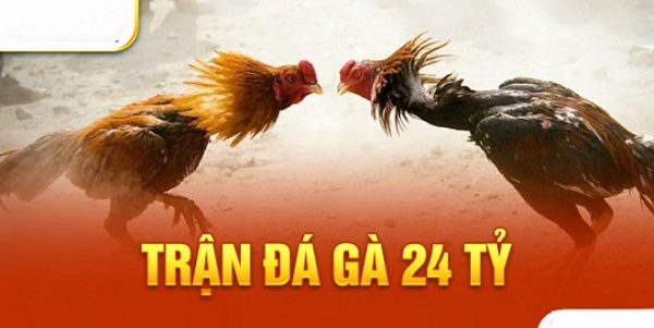 Tổng hợp đầy đủ thông tin về trận đá gà 24 tỷ nổi tiếng 9 Tường thuật chi tiết diễn biến trận đá gà 24 tỷ
